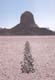 LONG_sahara_line